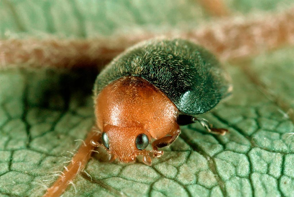 Cryptolaemus Montrouzieri
