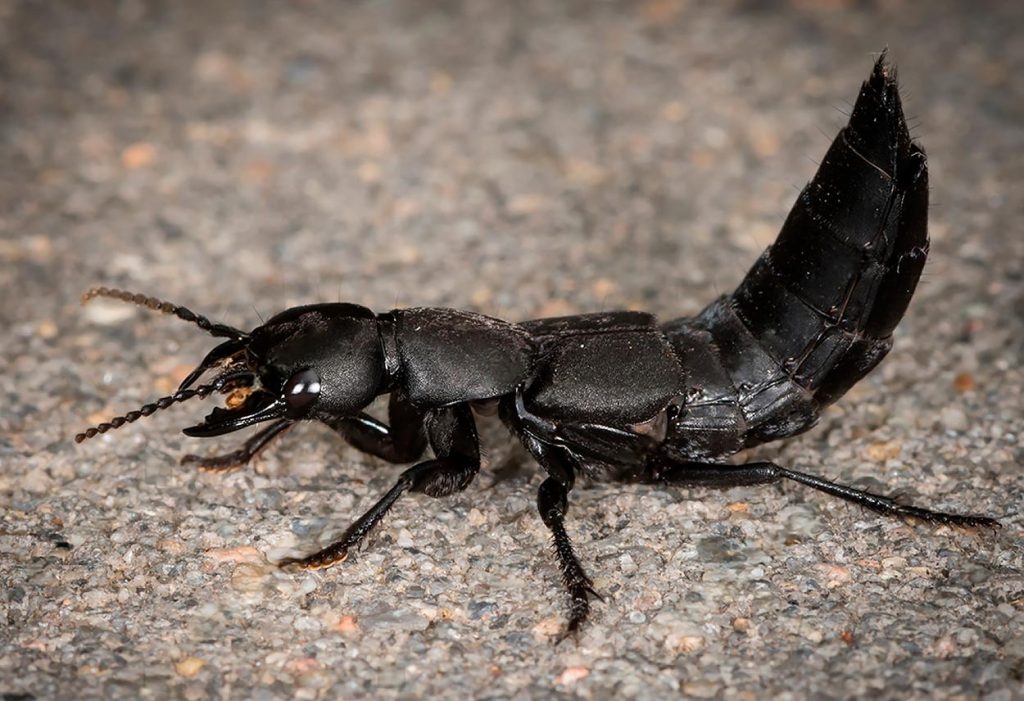 Ocypus Olens o Escarabajo Errante