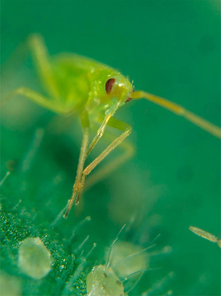 Dieta del Chinche Verde Depredador