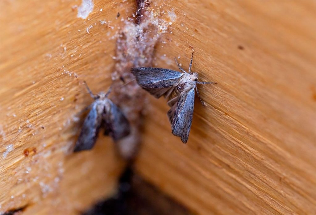 Características de Galleria Mellonella