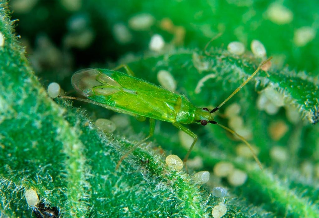 Características del Chinche Verde Depredador