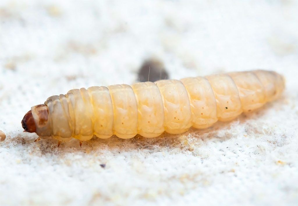 Polilla de la Cera en la biodegradación de plásticos