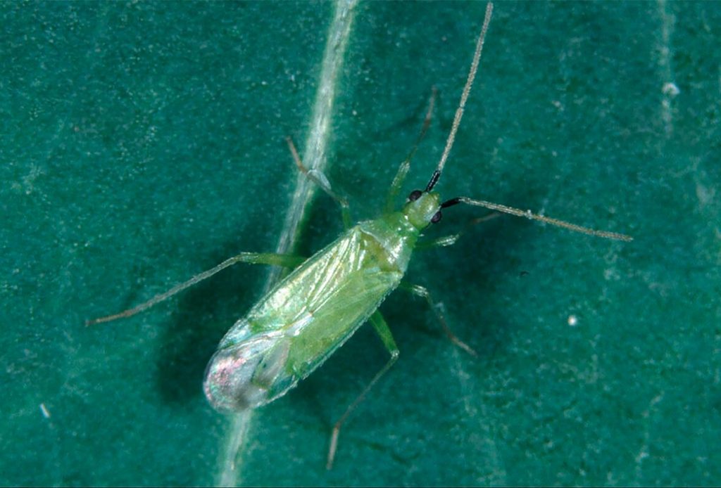 Rol Ecológico del Macrolophus Pygmaeus