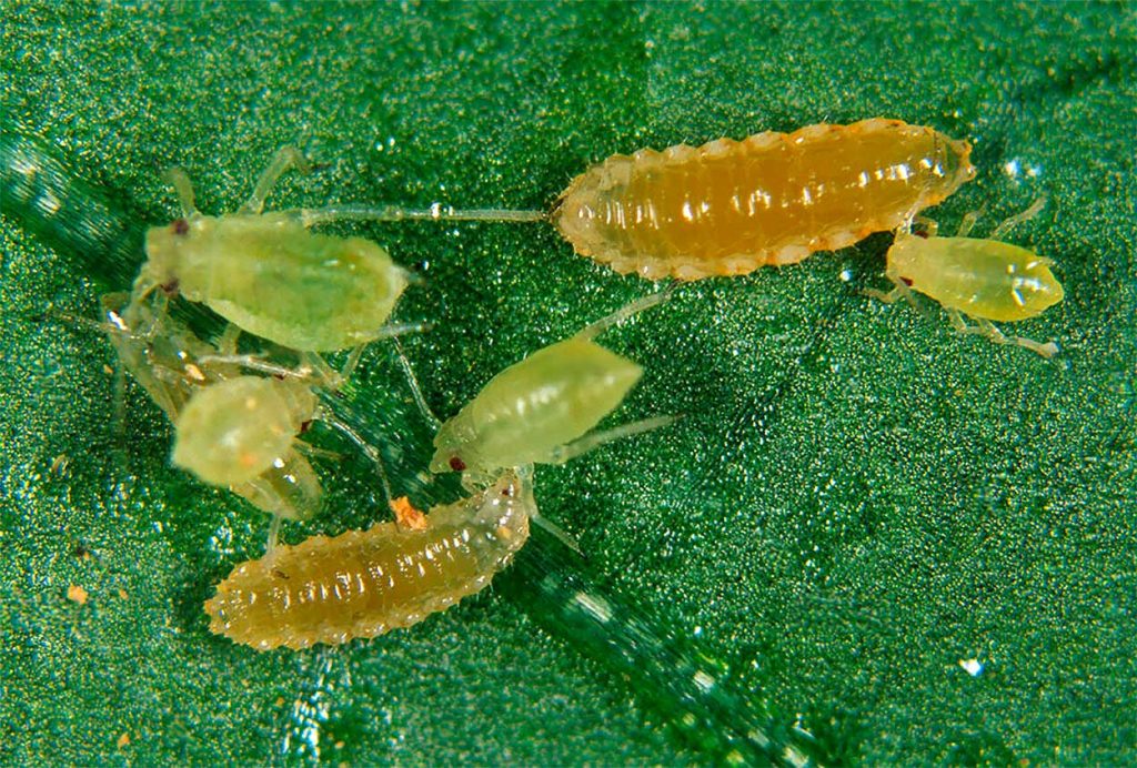 Aplicación del Mosquito Depredador de Pulgones