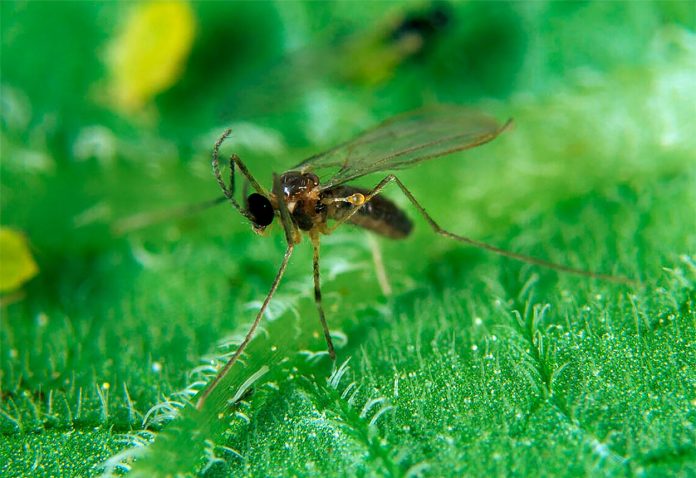 Aphidoletes-Aphidimyza-o-Mosquito-Depredador-de-Pulgones Aphidoletes Aphidimyza o Mosquito Depredador de Pulgones