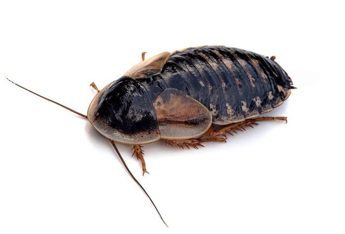 Blaptica-Dubia-o-Cucaracha-Dubia Blaptica Dubia o Cucaracha Dubia
