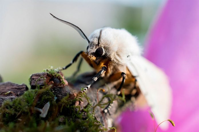 Bombyx Mori o Gusano de Seda