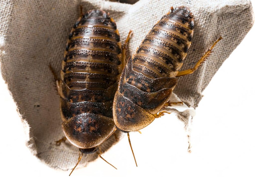Características de la Cucaracha Dubia
