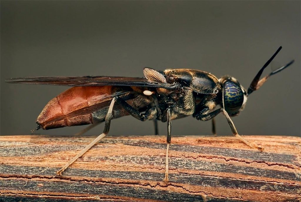 Características de Hermetia Illucens