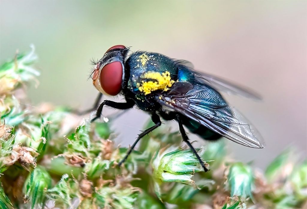 Características de Chrysomya Megacephala