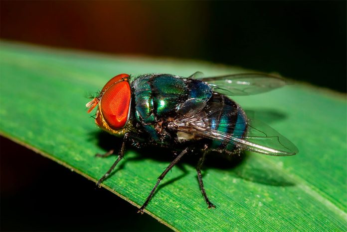 Chrysomya Megacephala o Mosca Cabezona de las Letrinas