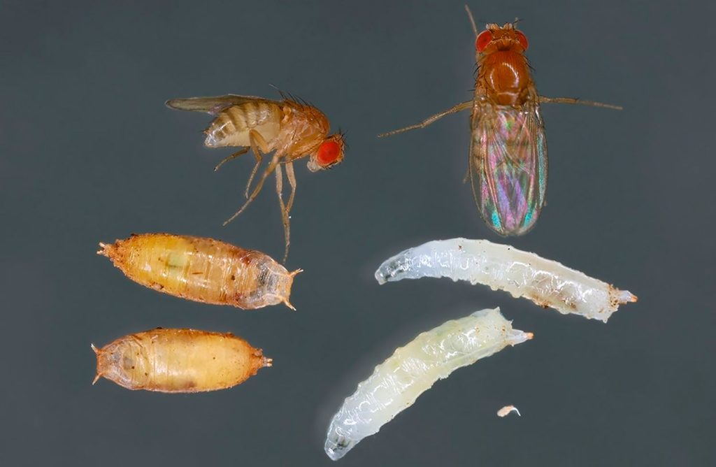Ciclo de vida de Drosophila Melanogaster
