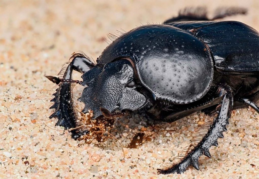 Conservación del Escarabajo Sagrado Egipcio