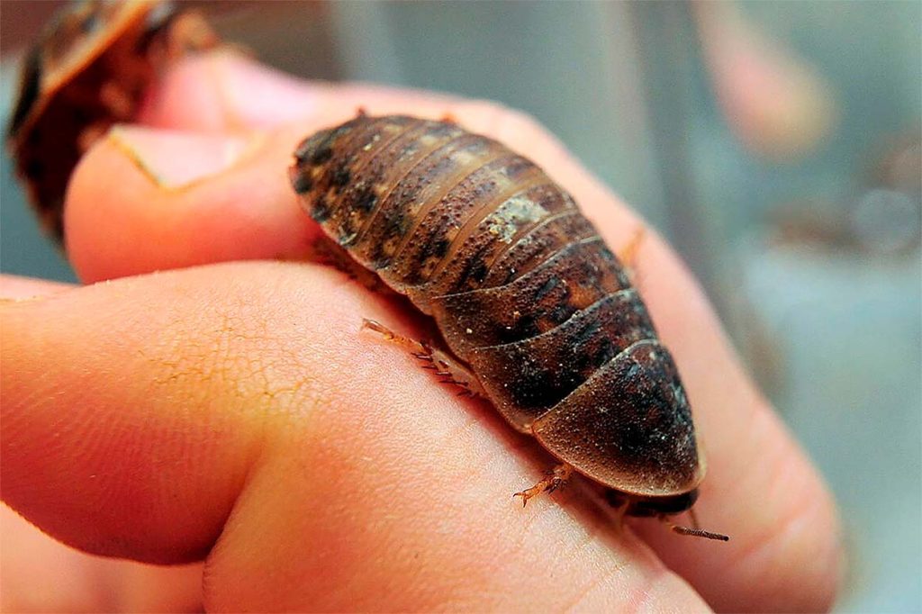Crianza de Blaptica Dubia