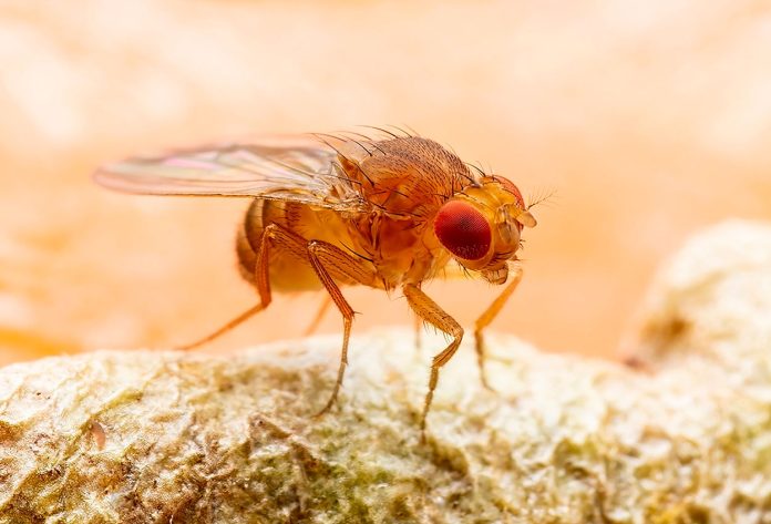 Drosophila-Melanogaster-o-Mosca-del-Vinagre Drosophila Melanogaster o Mosca del Vinagre