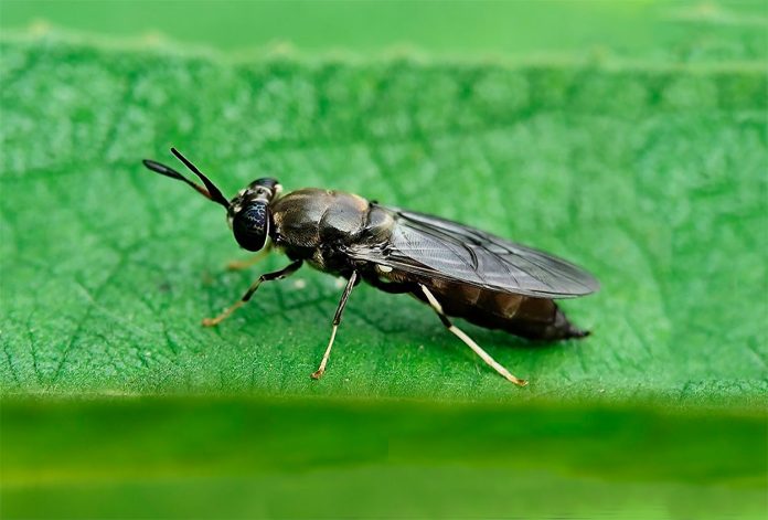 Hermetia Illucens o Mosca Soldado Negra