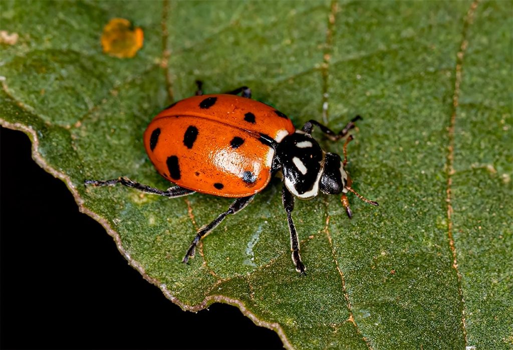 Hippodamia Convergens o Catarina Convergente