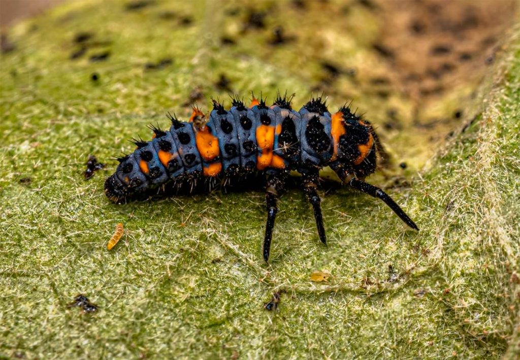 Larva de Catarina Convergente