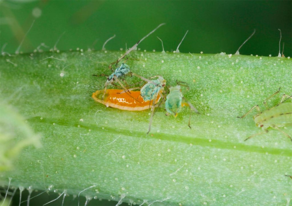 Larva de Aphidoletes Aphidimyza cazando Pulgones