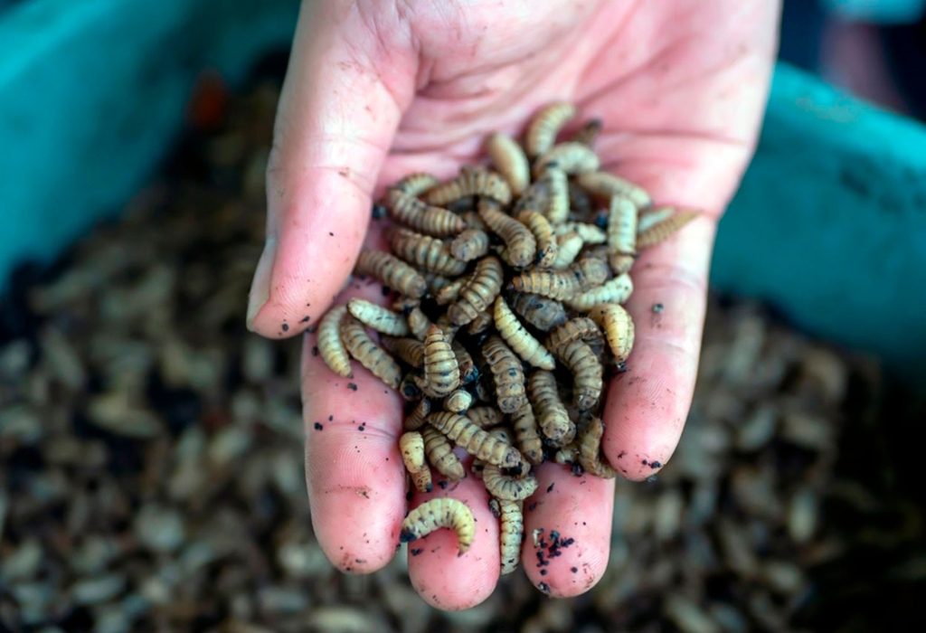 Mosca Soldado Negra como fuente de proteinas
