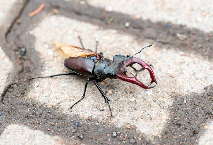 Lucanus-Cervus-o-Escarabajo-Ciervo-Volante Lucanus Cervus o Escarabajo Ciervo Volante