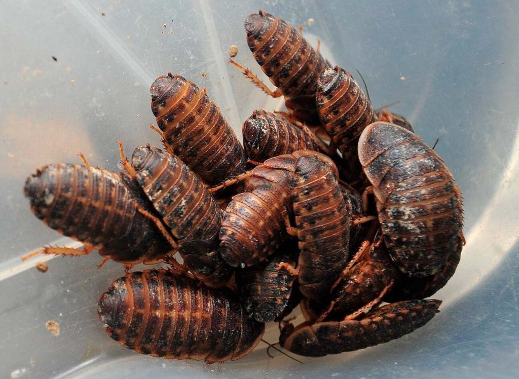 Blaptica Dubia como fuente de proteinas
