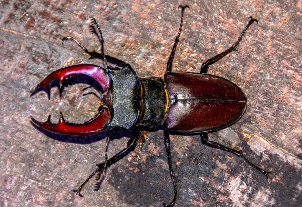 Rol Ecológico del Lucanus Cervus