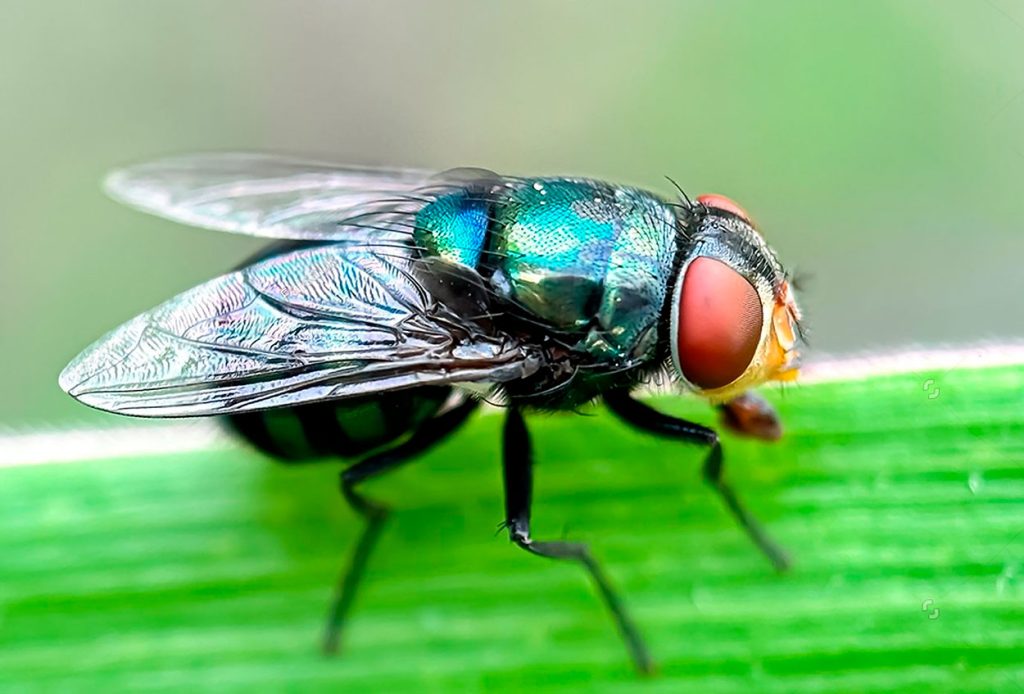 Rol ecológico de Chrysomya Megacephala