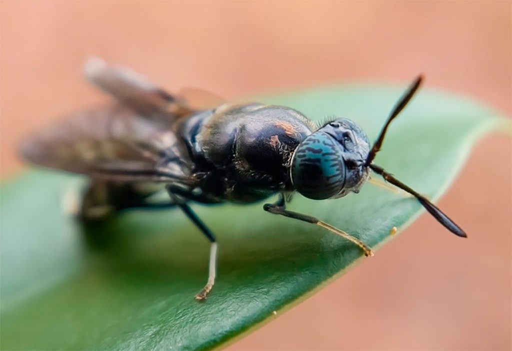Como criar la Mosca Soldado Negra
