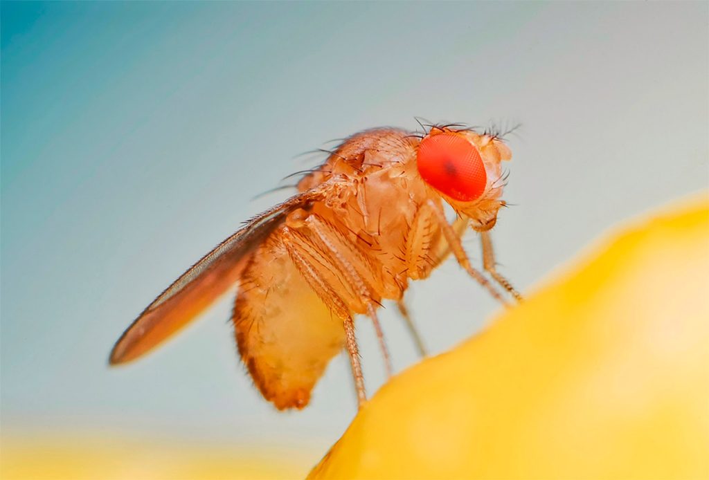 Rol ecológico de Drosophila Melanogaster