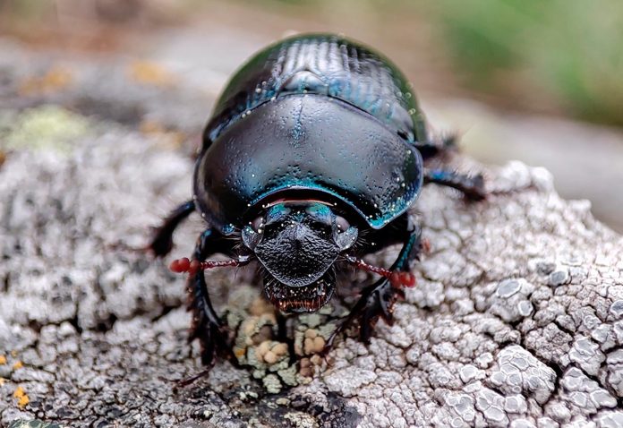 Scarabaeus-Sacer-o-Escarabajo-Sagrado-Egipcio Scarabaeus Sacer o Escarabajo Sagrado Egipcio