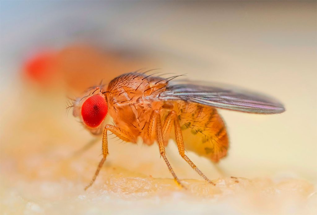 Características de la Mosca del Vinagre