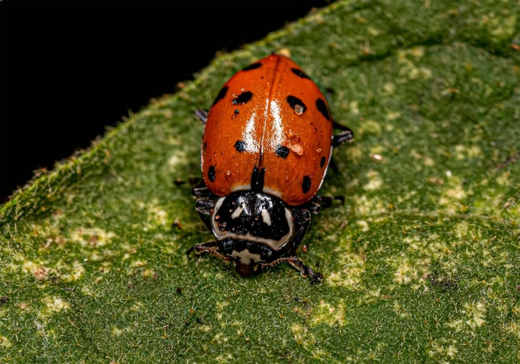 Características de Hippodamia Convergens