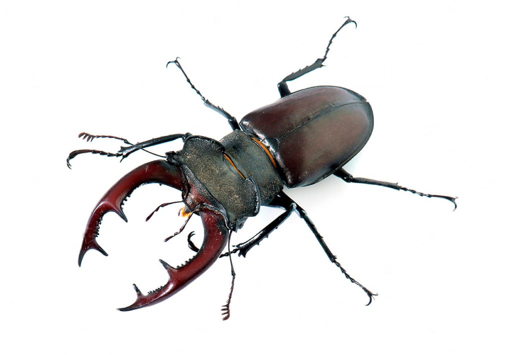 Características físicas de Lucanus Cervus