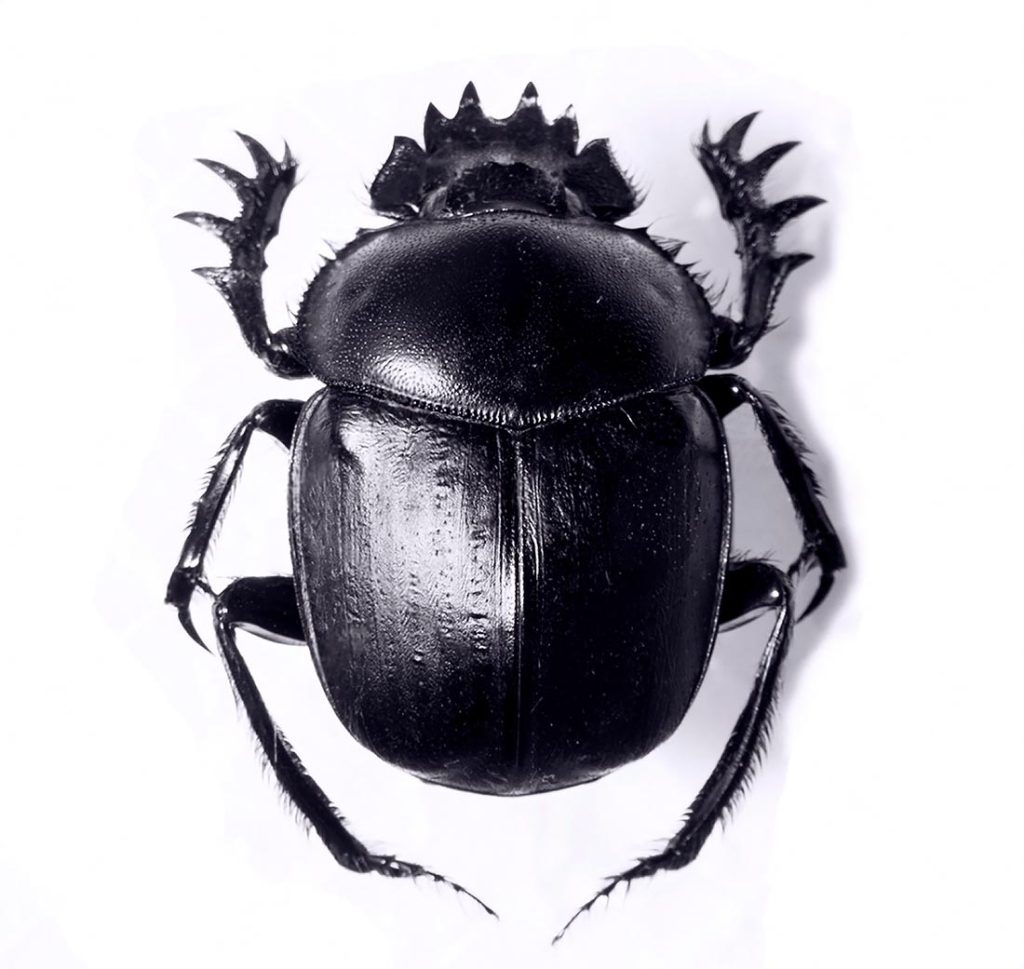 Características Físicas del Scarabaeus Sacer