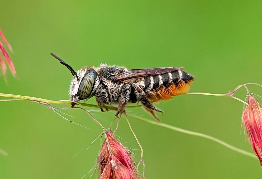 Manejo de Megachile Rotundata