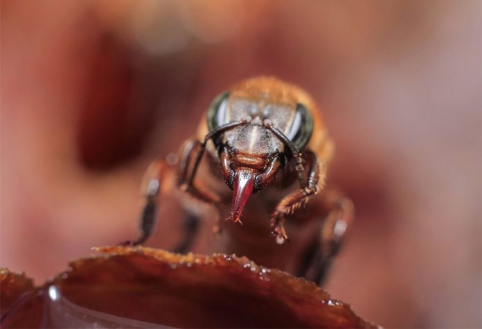 Abeja Melipona Flavolineata