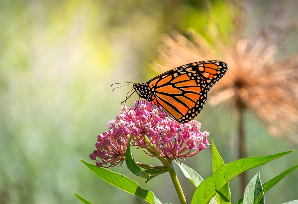 Características de la Mariposa Monarca