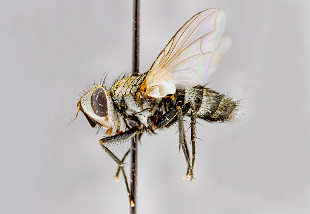 Características Físicas de Istocheta Aldrichi