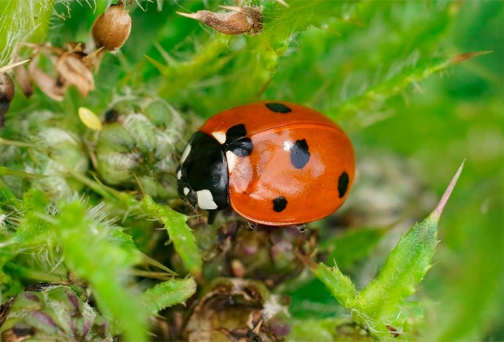 Coccinella septempunctata o mariquita de siete puntos