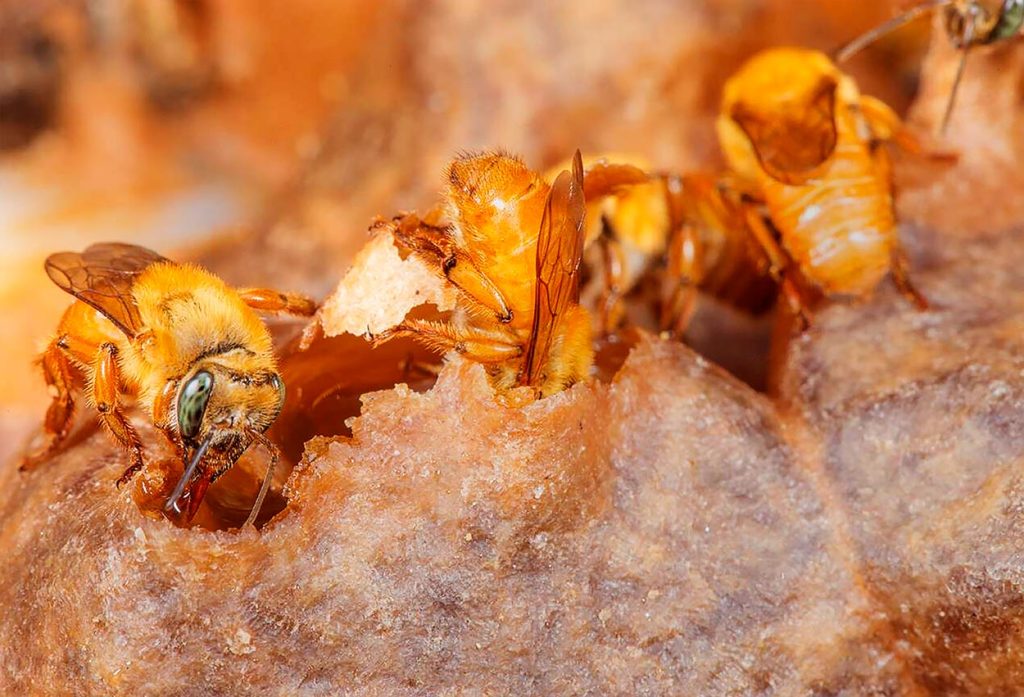 Abeja Melipona Mondury
