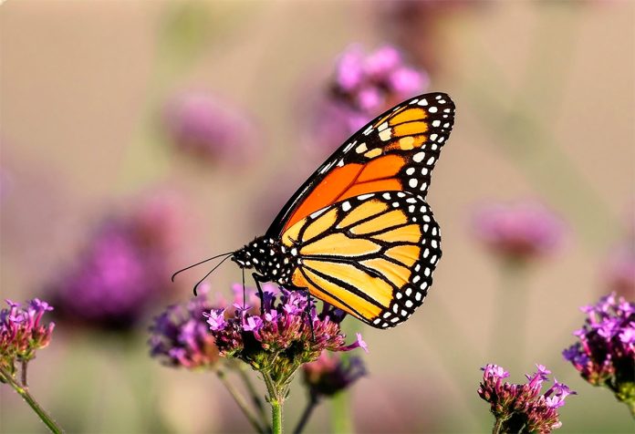 Danaus-plexippus-o-mariposa-monarca Danaus Plexippus o Mariposa Monarca