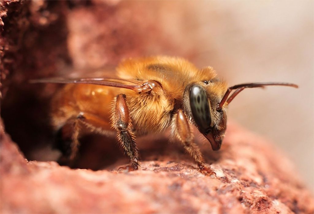 Abeja Melipona Flavolineata
