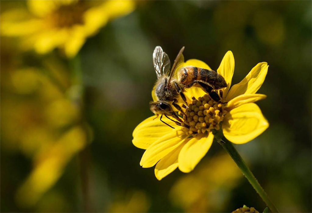 Melipona Beecheii