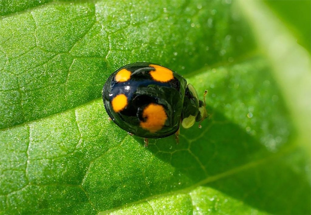 Mariquita Asiática Multicolor o Arlequín - Harmonia Axyridis