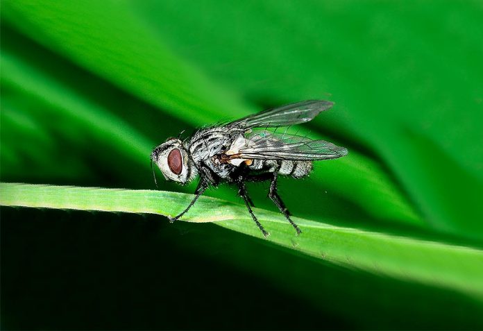 Istocheta-Aldrichi Istocheta Aldrichi Adulta