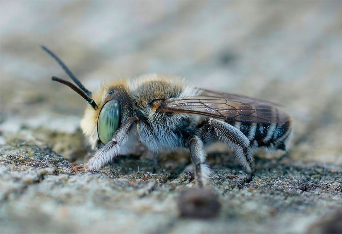 Megachile-rotundata-hembra Megachile Rotundata Hembra