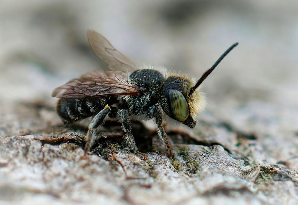 Megachile Rotundata Macho