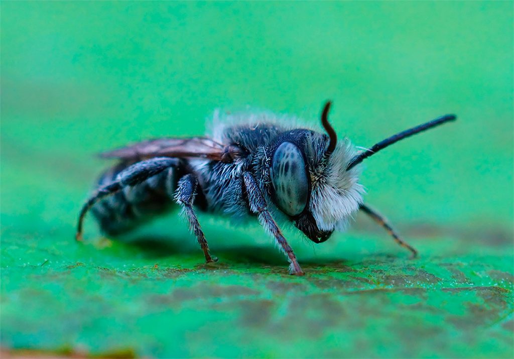 Rol Ecológico de la Abeja Cortadora de Hojas de la Alfalfa