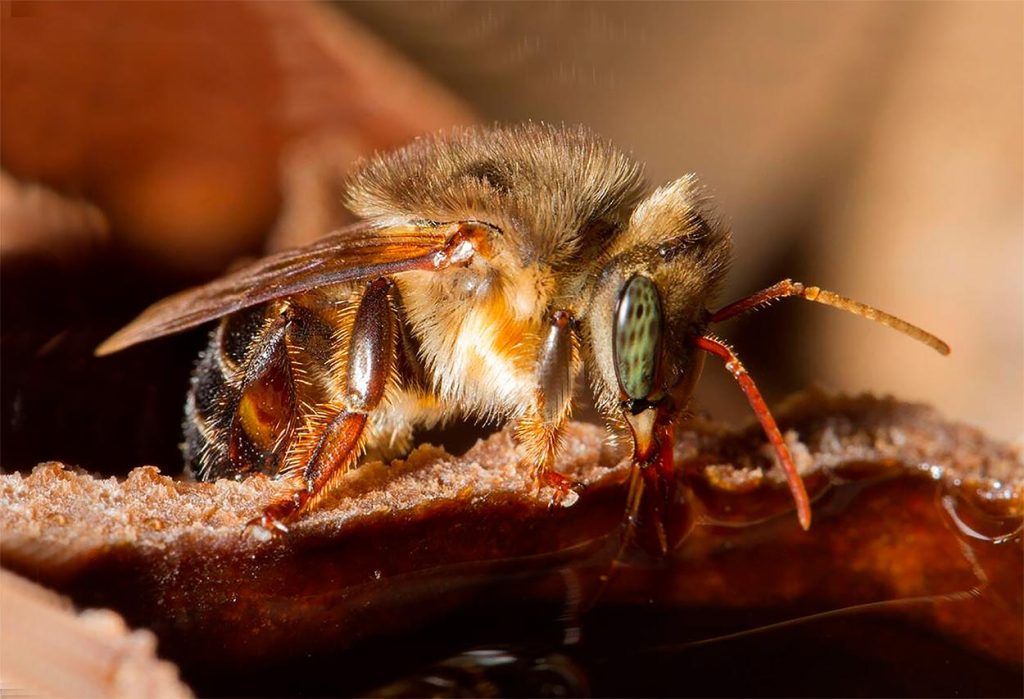 Melipona Scutellaris o Uruçu